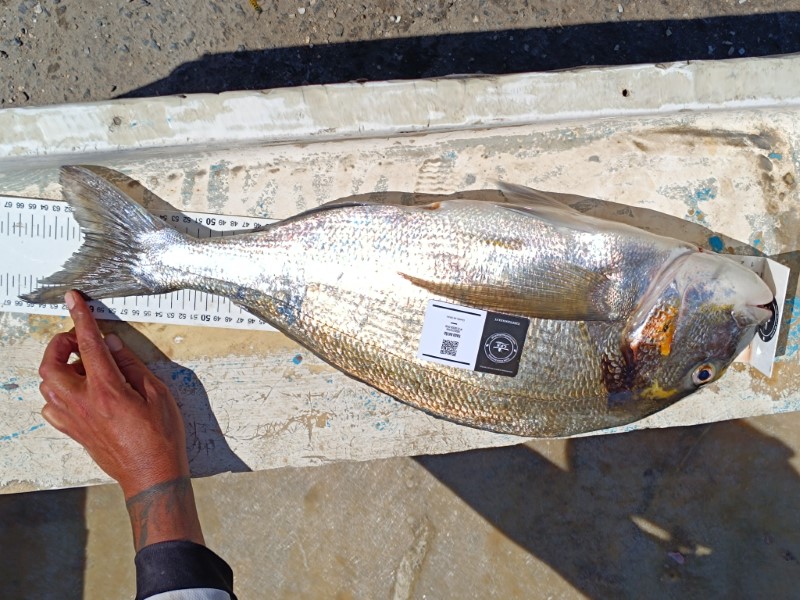 Fish Measure Picture